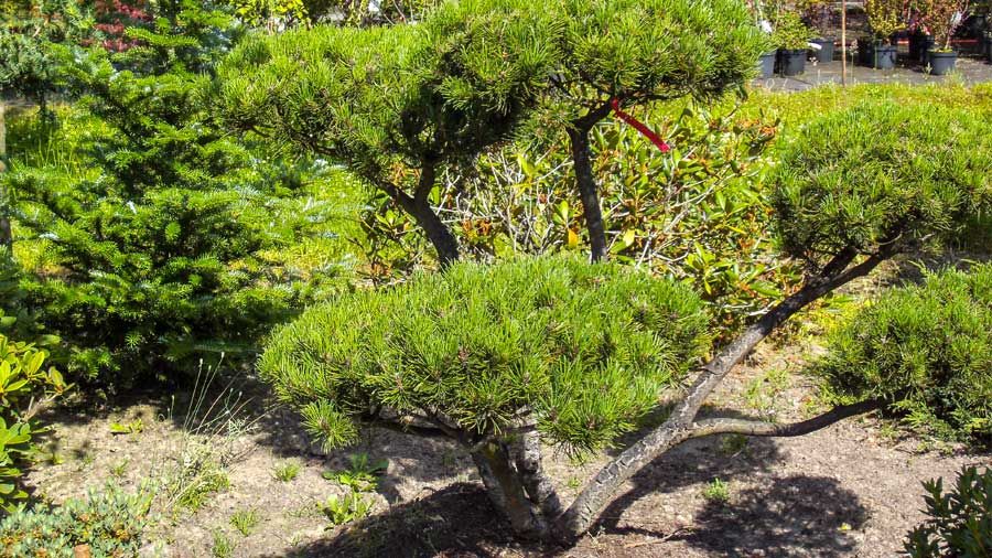 Weihnachtsbaumanzucht