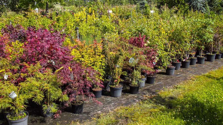 Weihnachtsbaumverkauf