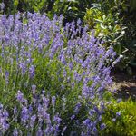 Stauden Lavendel