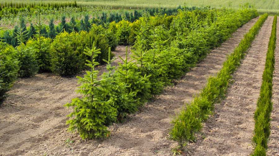 Weihnachtsbaumanzucht